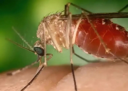 Opas eleva risco de febre do Oropouche nas Américas para alto