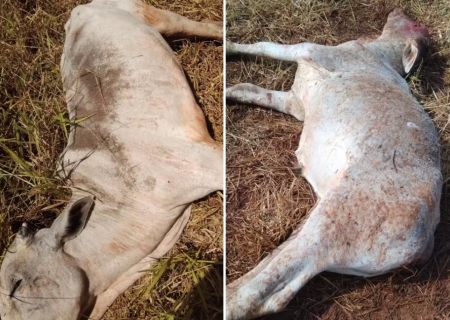 Pecuaristas contabilizam perdas de gado em noite mais fria do ano em MS