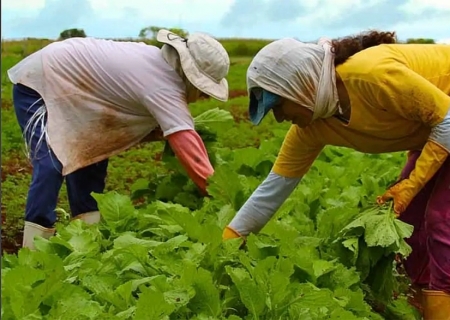 Embrapa capacitará técnicos de países africanos em produção agrícola