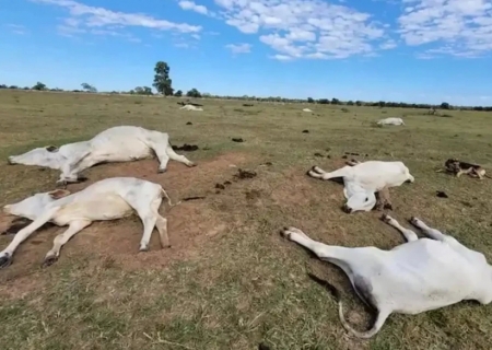 Onda de frio alerta pecuaristas para cuidados com rebanhos e pastagens