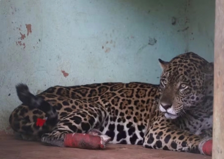 Morre onça-pintada resgatada com queimaduras nas patas e pulmão comprometido das queimadas no Pantanal