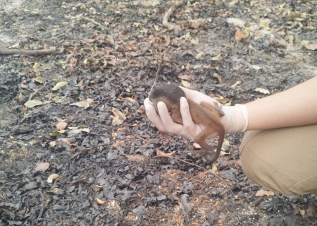 Filhote de macaco-prego é salvo após incêndios no Pantanal e tratado no Hospital Ayty