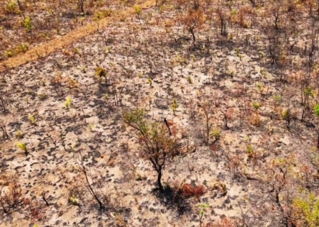 Recorrência de queimadas ameaça fitofisionomia do Cerrado