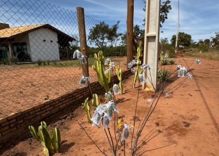 Cinema e agro unem forças pela preservação do cerrado em MS