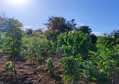 MS Verde: 1.450 mudas de árvores são plantadas pela Sanesul em reserva ambiental de Dourados