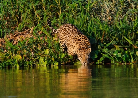 Inscrições para os programas Inova Cerrado e Inova Pantanal são prorrogadas até 15 de setembro