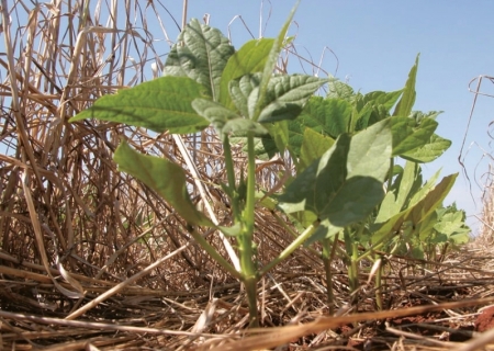 Sistema de plantio direto comemora 50 anos com 32 milhões de hectares semeados no Brasil