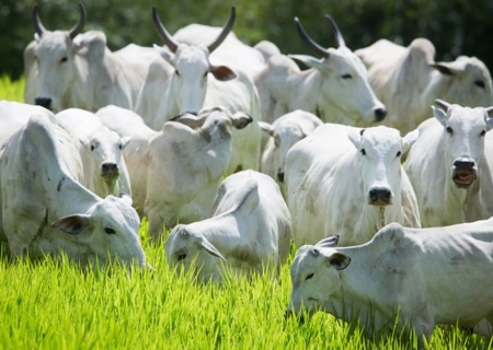 Brasil caminha para recorde histórico nas exportações de carne em 2024