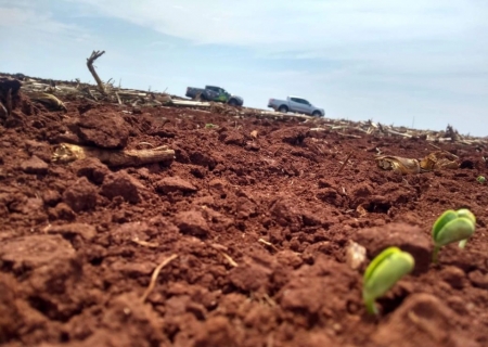 Plantio de soja no Mato Grosso do Sul ainda é lento