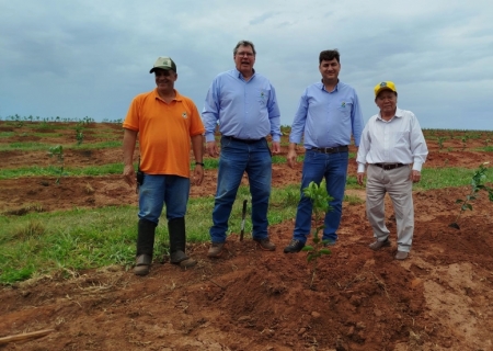 Empresa inicia lavoura de laranja em Bataguassu com previsão de investir R$ 150 milhões