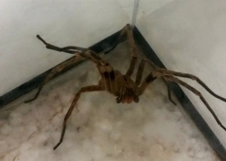 Picadas de aranhas são segunda causa de envenenamento no país