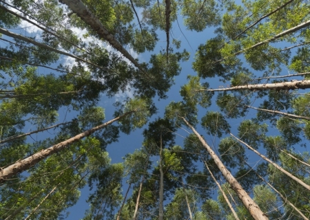 Arauco abre 59 vagas para operação florestal em MS