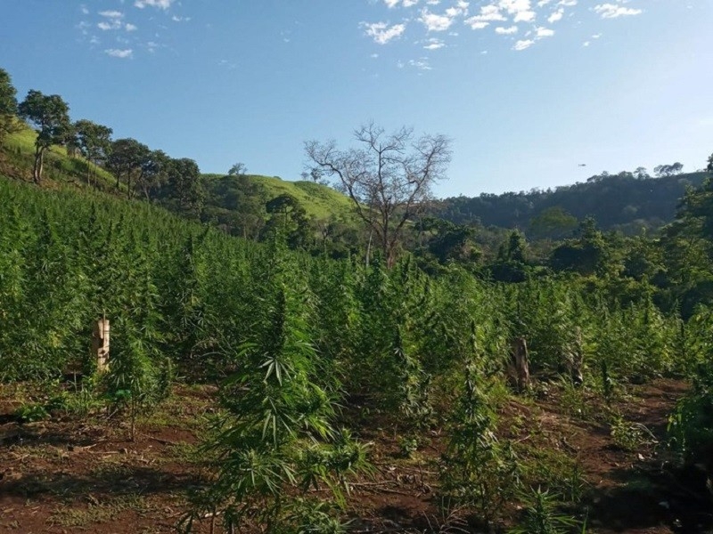 Operação da PF e Senad na fronteira destrói 880 toneladas de maconha