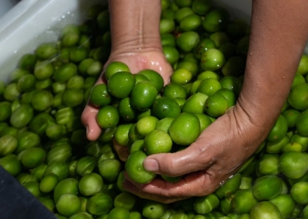 Umbu: fruta da cultura alimentar baiana é fonte de renda para agricultores