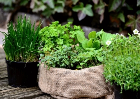 Demanda por plantas aromáticas e medicinais cresce no Brasil