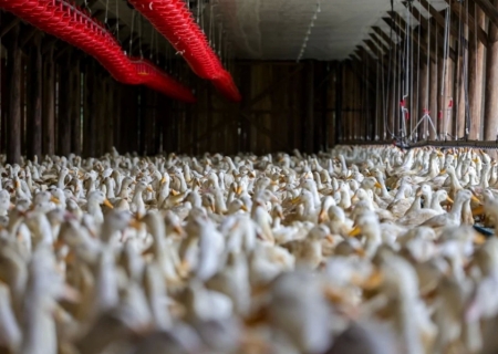 Gripe aviária: OMSA confirma encerramento de caso em granja comercial no Brasil