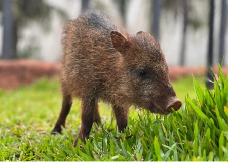 Flora ganha novo lar no Bioparque Pantanal em Campo Grande