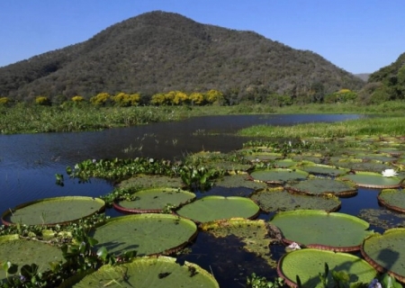 Mato Grosso do Sul lidera governança climática no Brasil, aponta Anuário