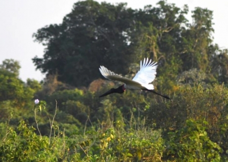 Mato Grosso do Sul tem a menor área desmatada do Brasil nos últimos 7 anos