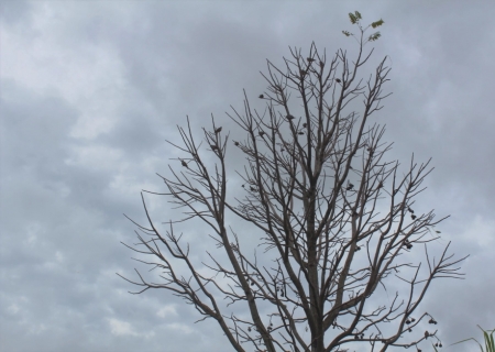 Inverno começa com avanço de massa polar e promete frio intenso em Mato Grosso do Sul