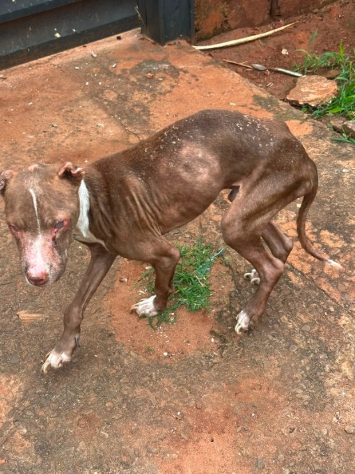 Polícia Civil resgata cão em estado crítico de maus-tratos durante ação em ponto de tráfico na Capital