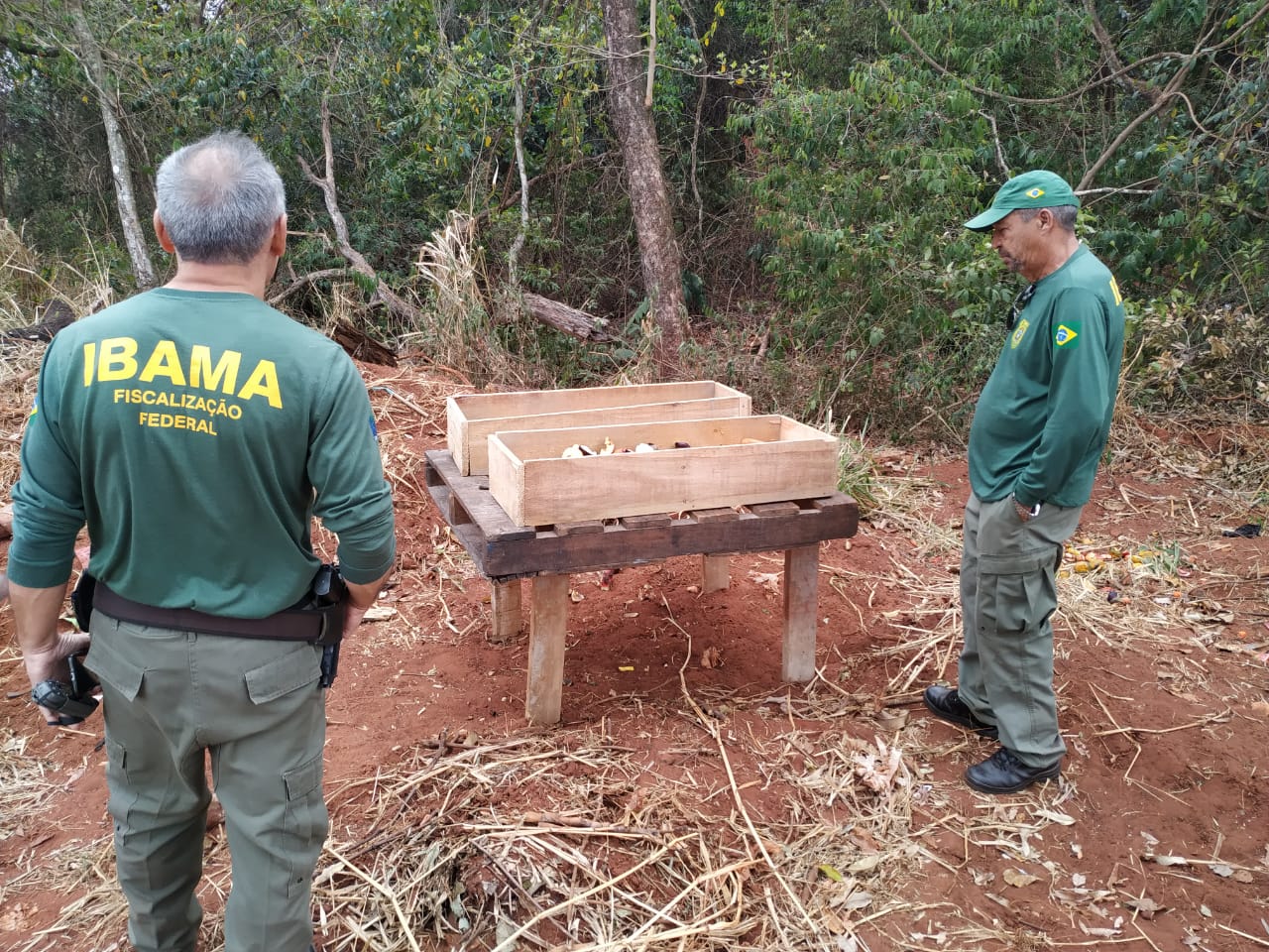 Fiscais do Ibama na área onde os macacos ficam em Nova Andradina - Foto: Jornal da Nova