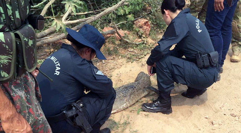 Animais feridos pelas queimadas estão sendo resgatados durante a operação - Foto: Divulgação