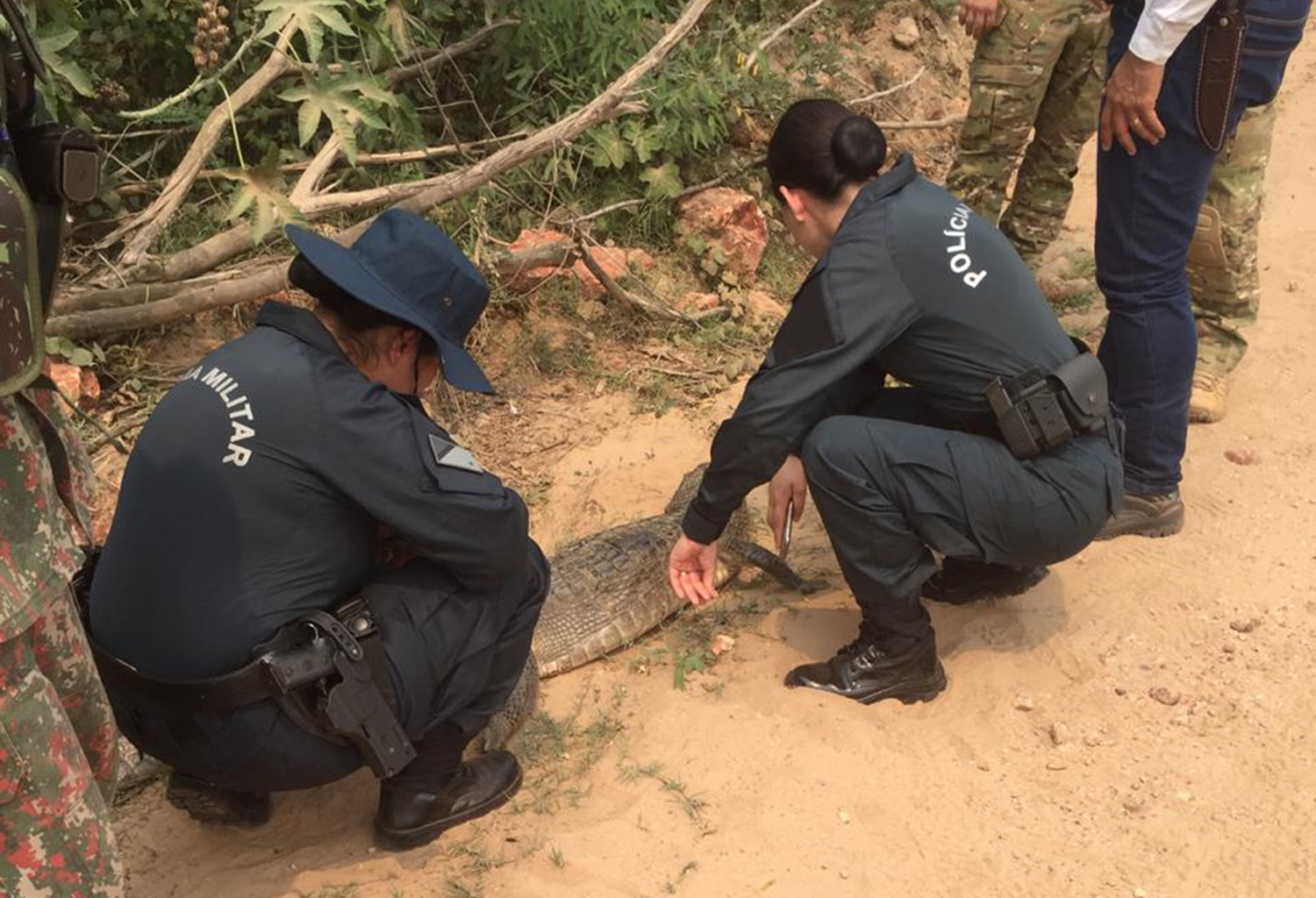 Veterinárias da PM analisam carcaça de jacaré encontrado em fazenda: queimada ou seca? - Foto: PMA/Divulgação