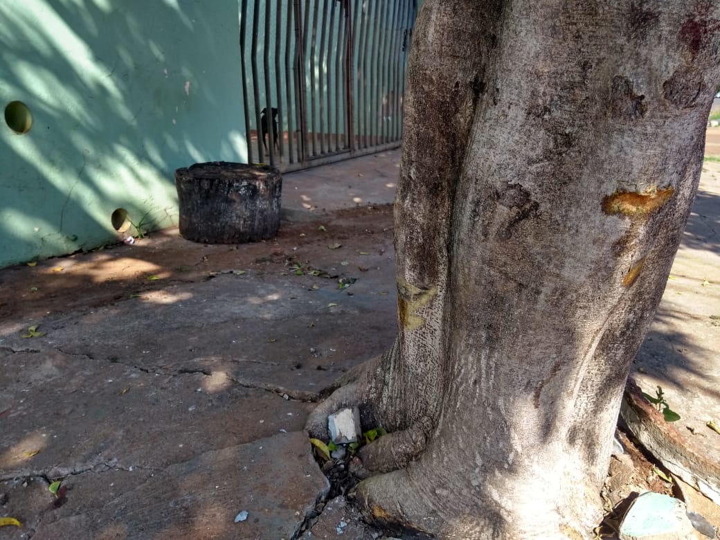 Motoneta colidiu em árvore e depois no muro de uma residência - Foto: Luis Gustavo/Jornal da Nova