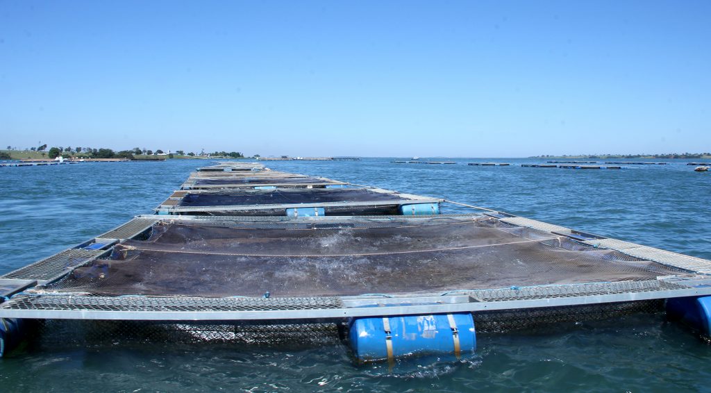 Criação de peixes no Estado, no sistema tanque-rede
