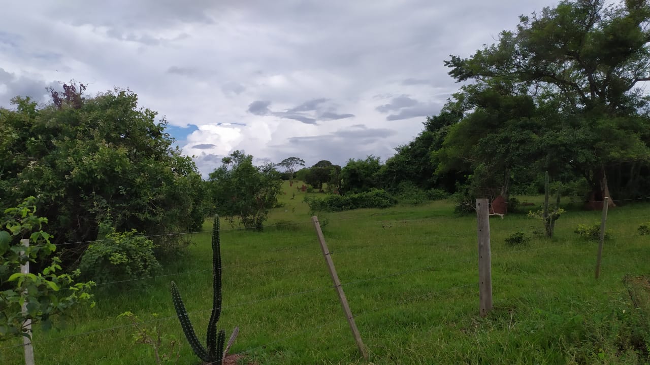 Corpo do jovem foi encontrado com três perfurações na cabeça em uma área de pasto - Foto: Jornal da Nova