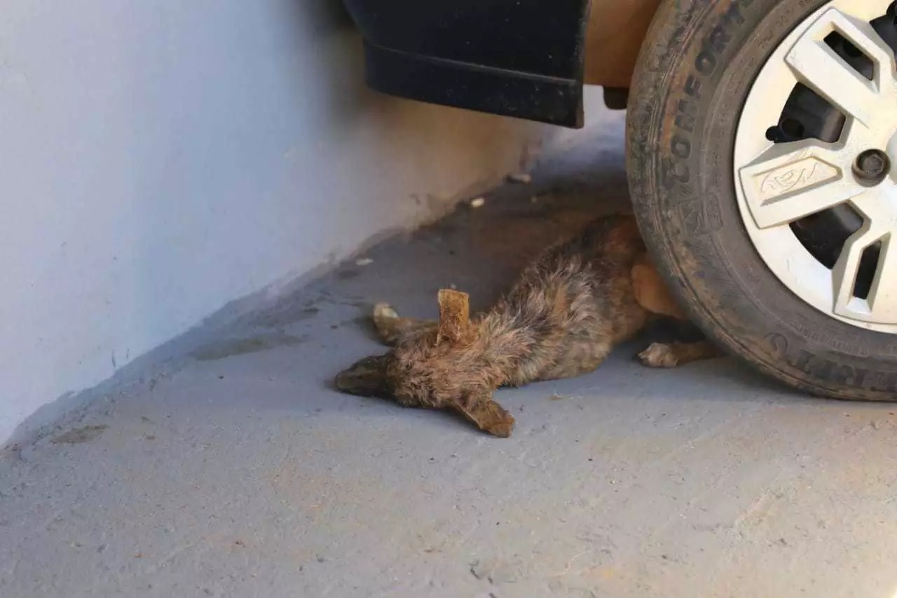 Cadela que seria enterrada viva ficou morta na calçada da vizinha - Foto: Paulo Francis