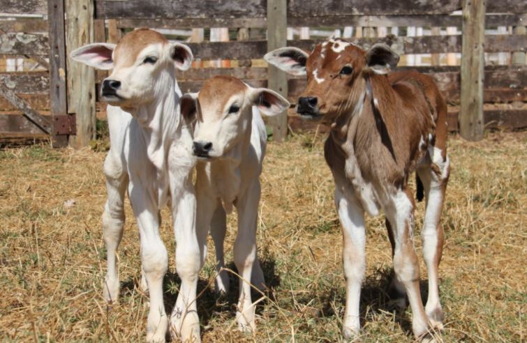 Foi montado um hospital de campanha para tratar dos animais - Foto: PMA-SP/Divulgação