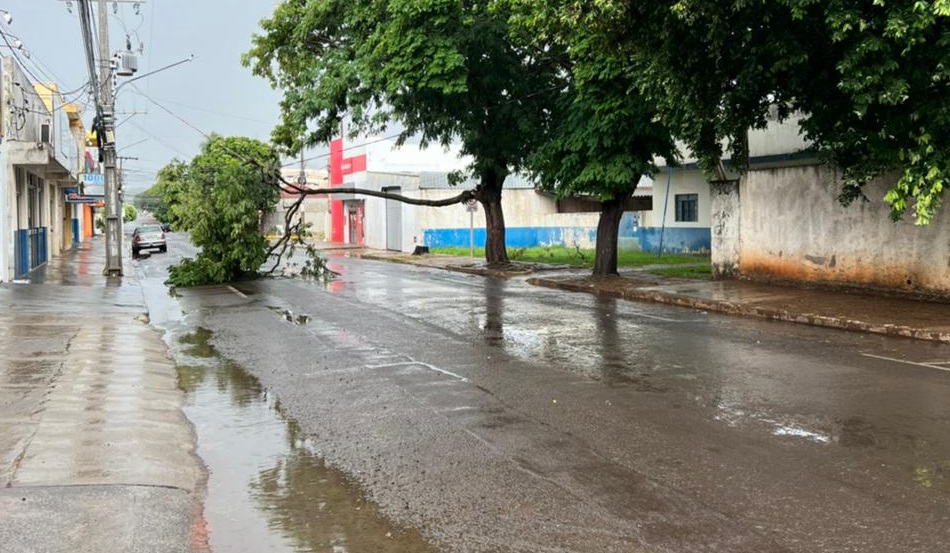 Galho caiu em fios elétricos na rua Walter Hubacher - Foto: WhatsApp/Jornal da Nova