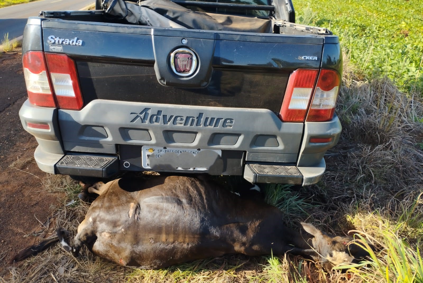 Um dos animais mortos - Foto: Jornal da Nova